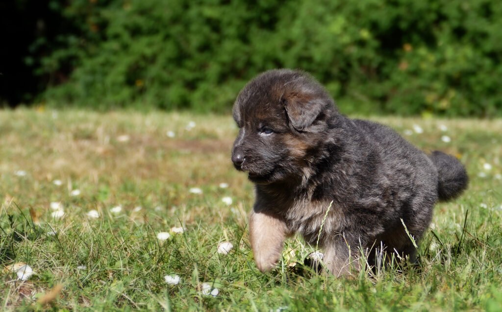berger allemand poil long gris