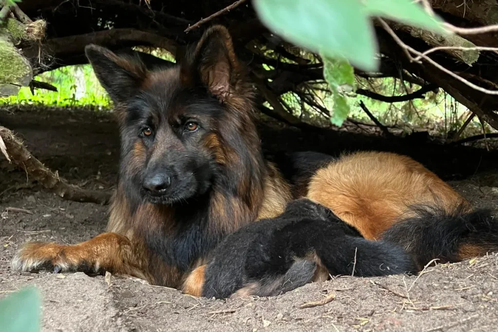 berger allemand Pallas Athena