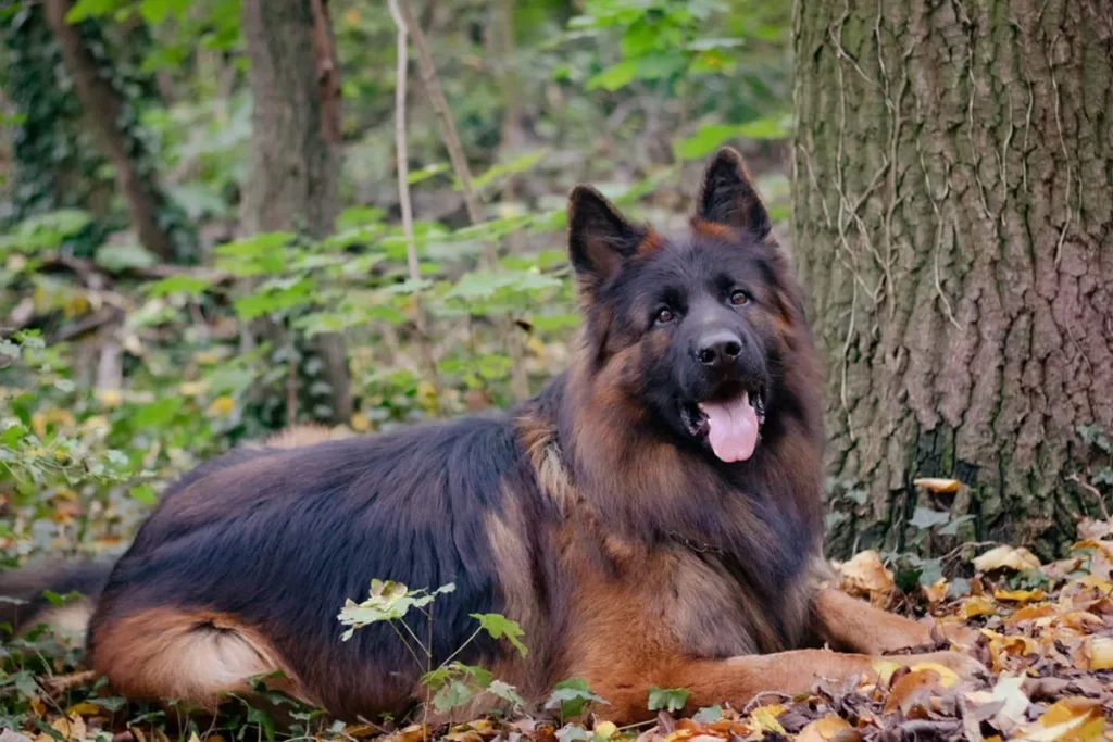 Gnabry et Pallas-Athena se sont accouplé, les chiots berger allemand poil long vont naitre